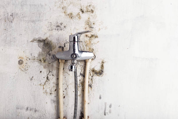  K I Sawyer, MI Mold Removal Pros