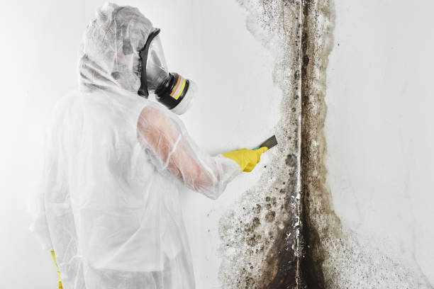 Best Affordable Mold Removal  in K I Sawyer, MI