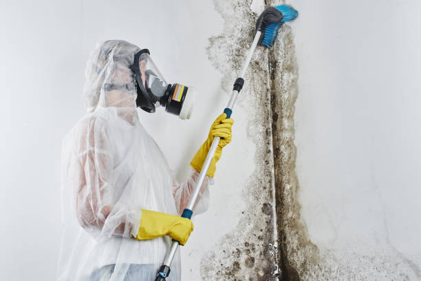 Best Same-Day Mold Removal  in K I Sawyer, MI