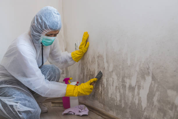 Home Mold Removal in K I Sawyer, MI
