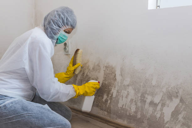 Best Mold Removal Company Near Me  in K I Sawyer, MI