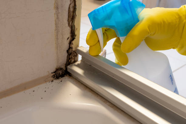 Best Mold Damage Repair  in K I Sawyer, MI