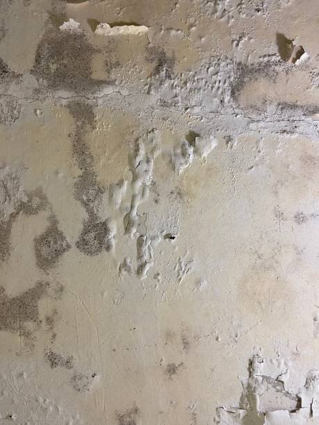 Mold Testing and Removal in K I Sawyer, MI