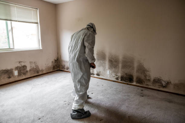 Best Mold Damage Repair  in K I Sawyer, MI