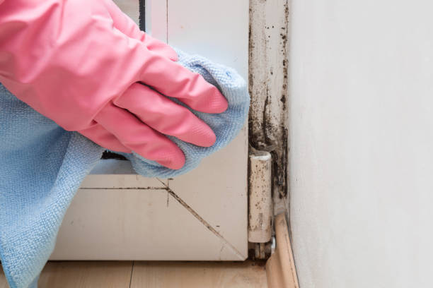 Best Water Damage Restoration  in K I Sawyer, MI